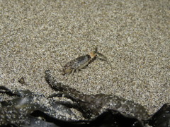 Megalorchestia pugettensis