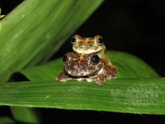 Dendropsophus acreanus