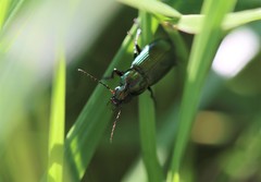 Poecilus versicolor