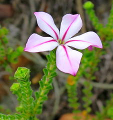 Acmadenia tetragona