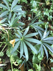 Cannabaceae