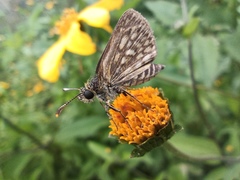Dardarina dardaris