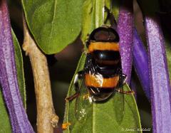 Phytomia