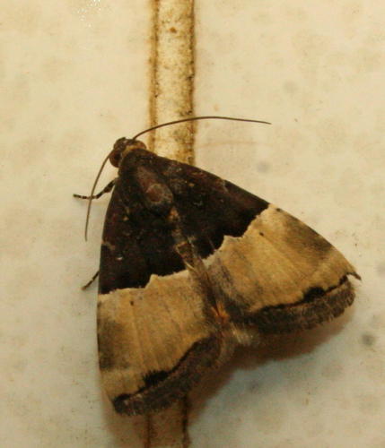 Ozarba hemiochra Hampson, 1910
