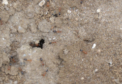 Dorymyrmex bicolor