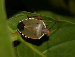 Chinavia erythrocnemis