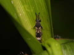 Ischnodemus variegatus