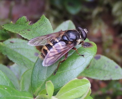 Sericomyia