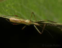 Atopozelus