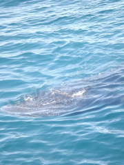 Rhincodon typus