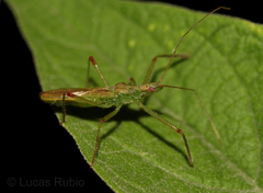 Atopozelus