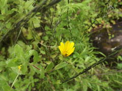 Osteospermum grandidentatum