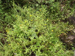 Osteospermum grandidentatum