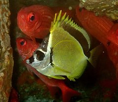 Johnrandallia nigrirostris