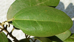 Lagunaria patersonia