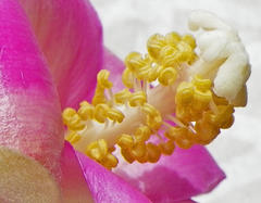 Lagunaria patersonia