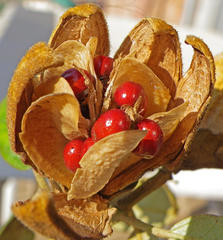 Lagunaria patersonia
