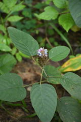 Uraria