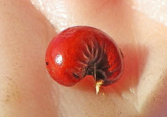 Lagunaria patersonia