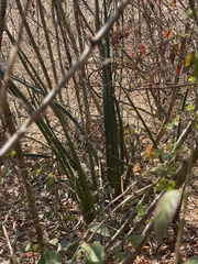 Sansevieria pearsonii