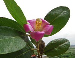 Lagunaria patersonia