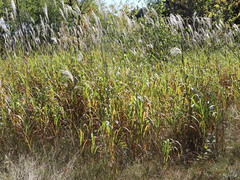 Miscanthus sacchariflorus