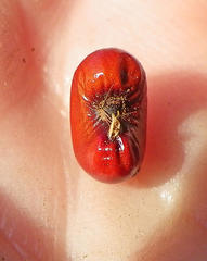 Lagunaria patersonia