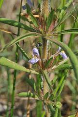 Hygrophila auriculata