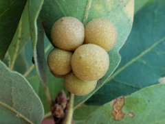 Andricus brunneus