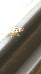 Stomoxys calcitrans