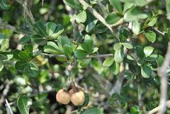 Putterlickia verrucosa