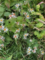 Eurybia chlorolepis