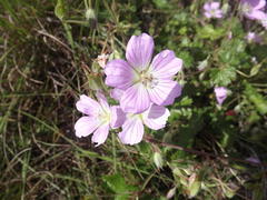 Geranium amatolicum