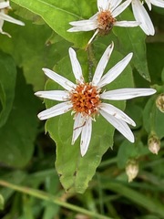 Eurybia chlorolepis