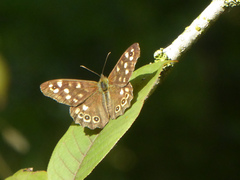 Pararge aegeria