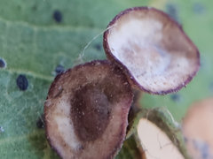 Amphibolips quercuspomiformis