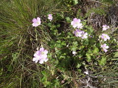 Geranium amatolicum