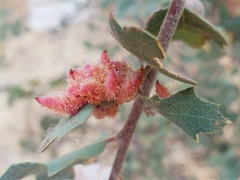 Andricus crystallinus