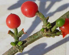 Viscum rotundifolium