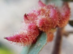 Andricus crystallinus