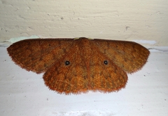 Perixera absconditaria