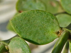 Viscum rotundifolium