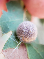 Cynips multipunctata