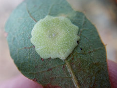Andricus pattersonae
