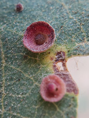 Andricus gigas