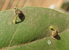Viscum rotundifolium