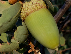 Quercus douglasii