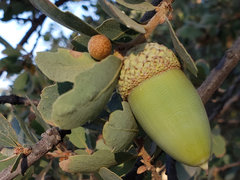 Quercus douglasii