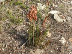 Thamnochortus lucens