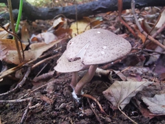 Coprinopsis melanthina